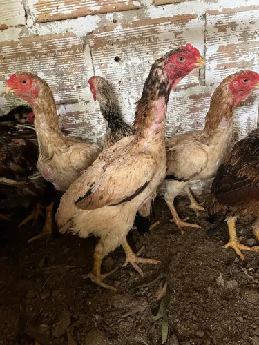 Galinha Índia bico curto?