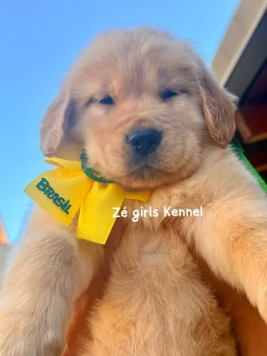Golden retriever