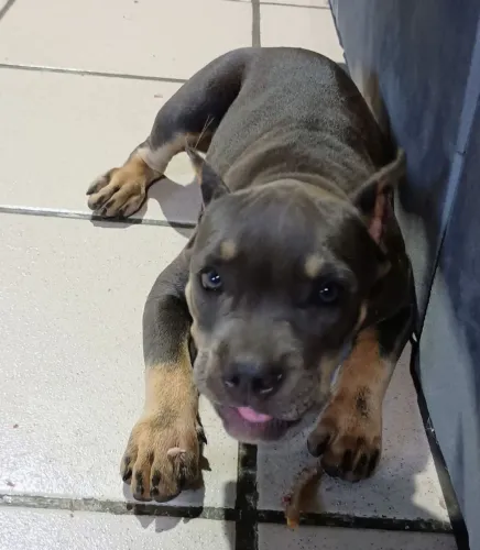 American Bully procura namorado