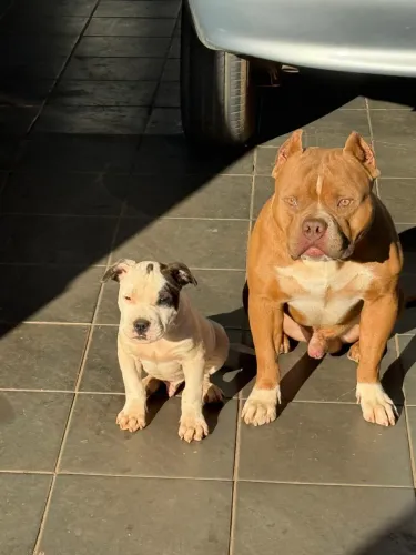 American bully