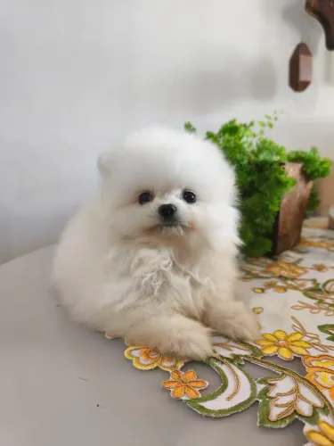 Spitz alemão machos