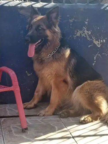 Filhotes de pastor