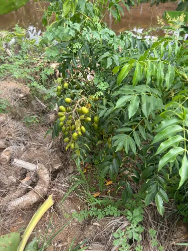 Chácara em Santa Maria