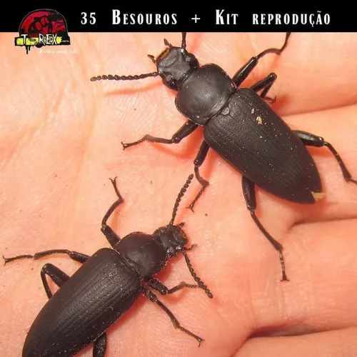 Tenebrio Molitor ( besouro)