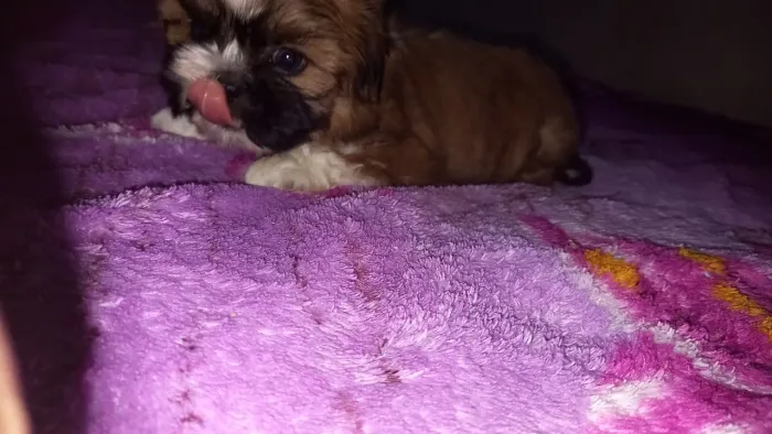 Machinho shitzu Disponível