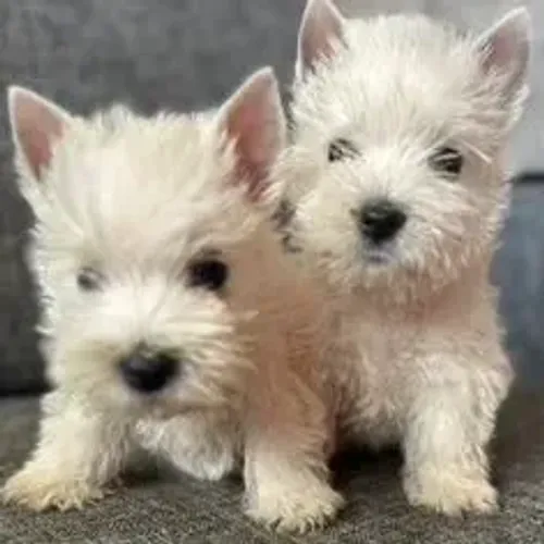 West Terrier Filhote Muito Amado