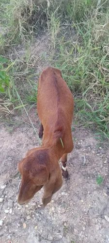 Vende Se 2 Cabras 
