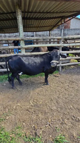 Mini vaca topissima 