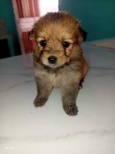 Vendas de filhote da raça poodle