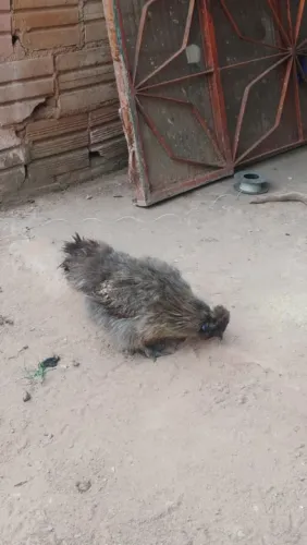 Galinha