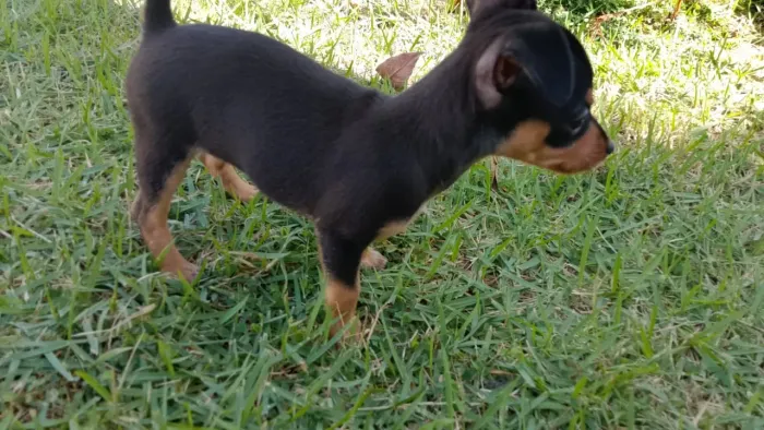 Vende-se Pinscher 0 fêmea