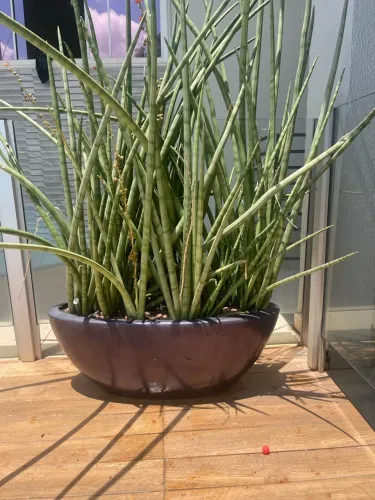 Vaso e planta verdadeira