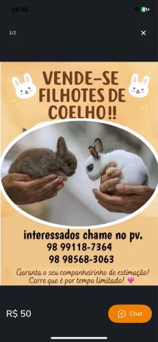 Vende-se coelhinho 