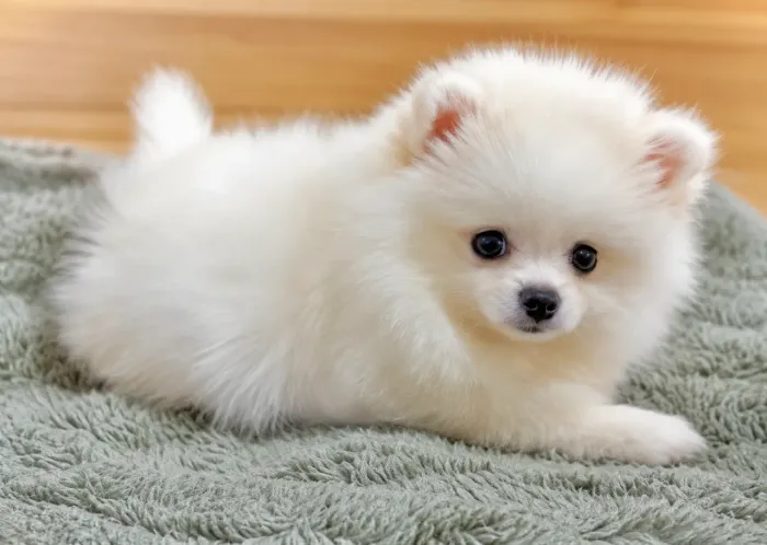 Spitz Alemão Anão branco