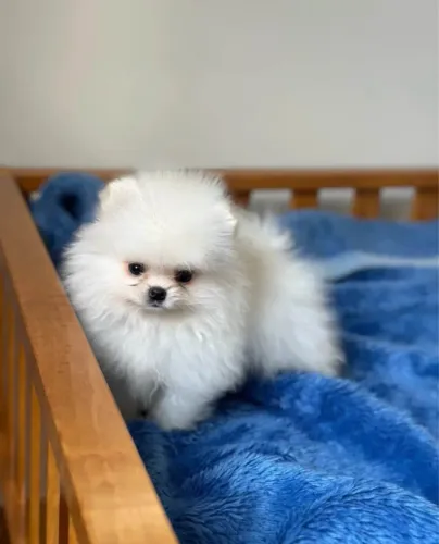 Filhote de Lulu da pomerania com pedigree 