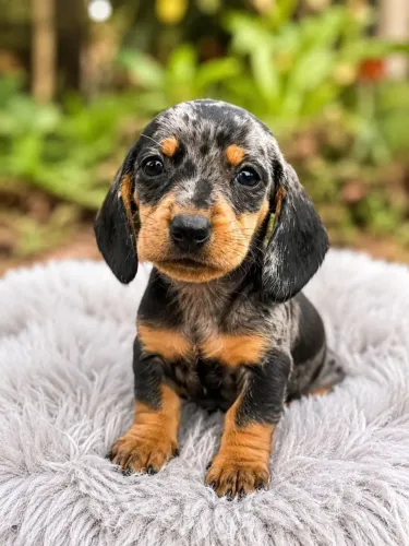 Dachshund (Teckel) Salsicha - Filhotes Encantadores