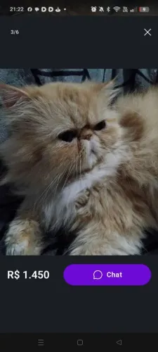 Gato **Persa**Legitimo