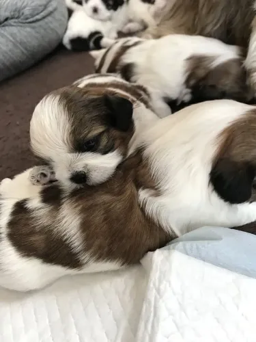 Lhasa Apso 