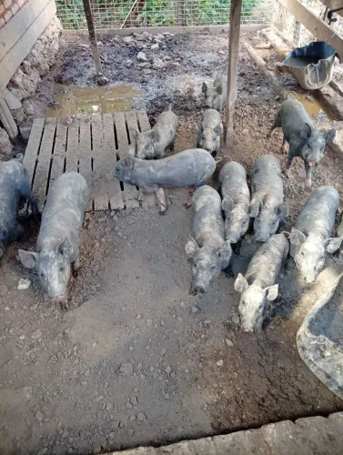 Vende-se leitoa