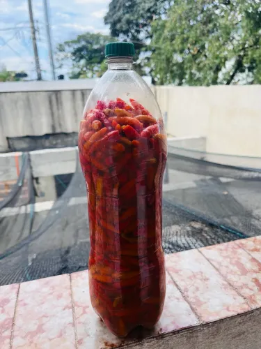 Vende-se descartavel de pimenta malagueta