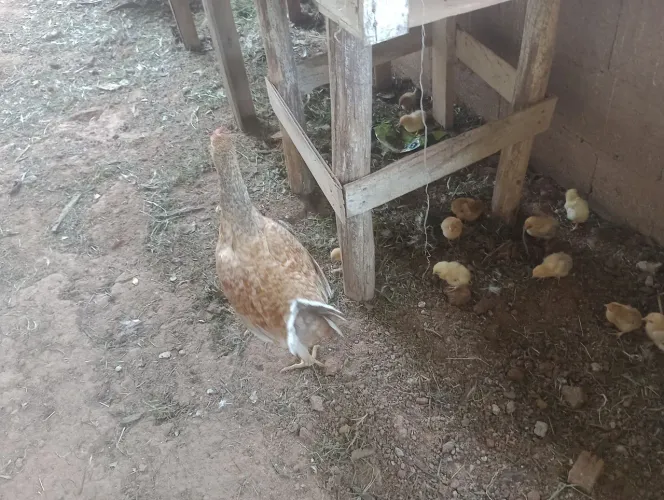 Galinha caipira