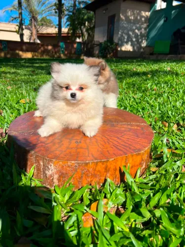 Spitz Alemão anão / lulu da pomerânia [ PROMOÇÃO  MÊS DOS PAIS]