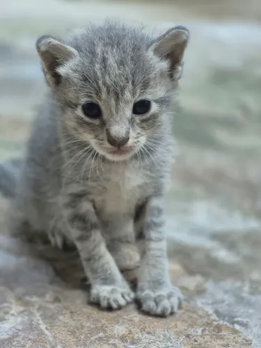 ADOÇÃO - GATINHOS