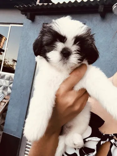 Vendo shih tzu 