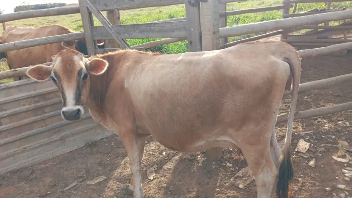 Rebanho Jersey (Vacas e Novilhas)