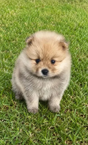 Lulu da pomerania macho