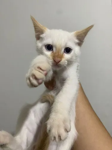 Doação de belos gatinhos filhotes