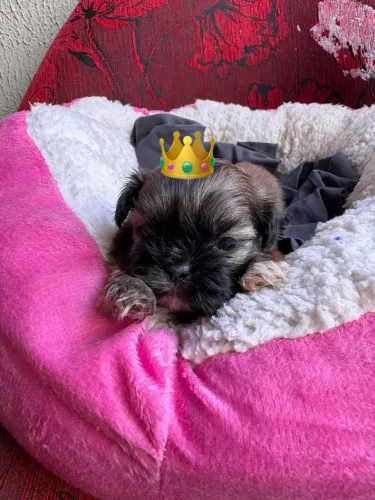 Shih Tzu