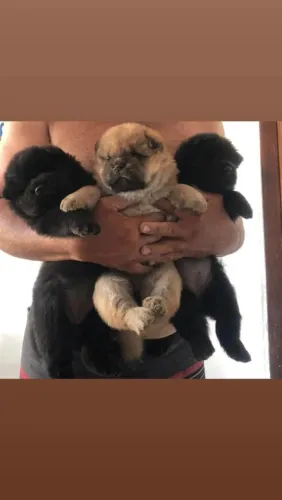 Chow Chow disponível para venda