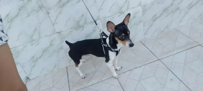 Cachorro Macho Pinscher
