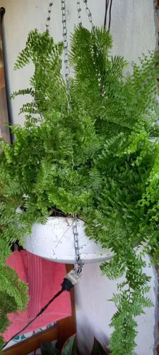 Samambaias & Jiboias
