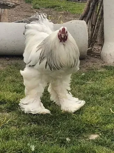 Galo e Galinha Brahma