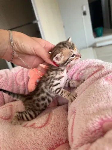 Gatinho Bengal, Fofo e Carinhoso!