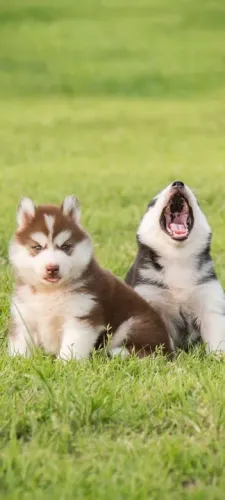 filhotes de Husky Siberiano pura perfeição 
