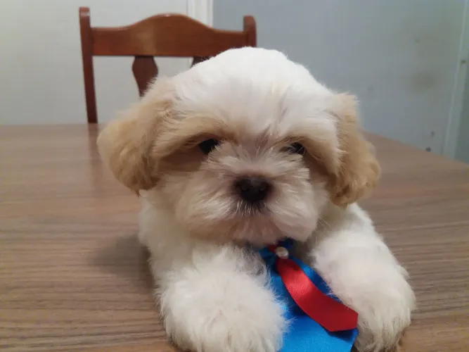 Lindo filhote  shitzu  machinho 