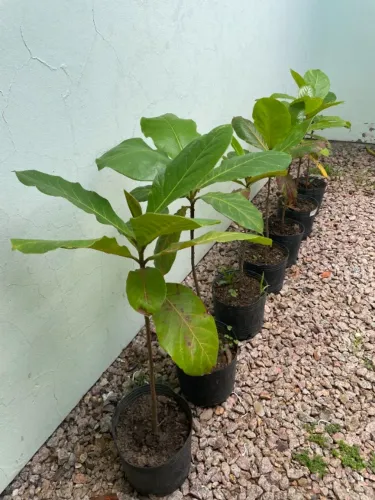 Muda de Amendoeira (chapéu de sol)