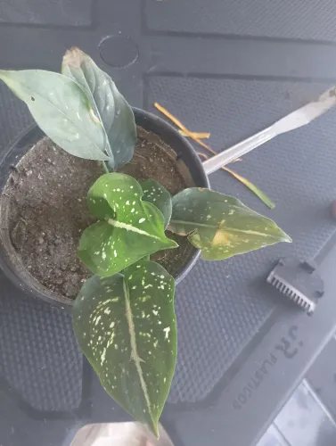 Muda de aglaonema costatum