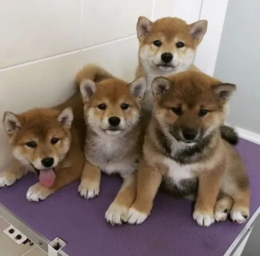 Shiba Inu Filhotes 