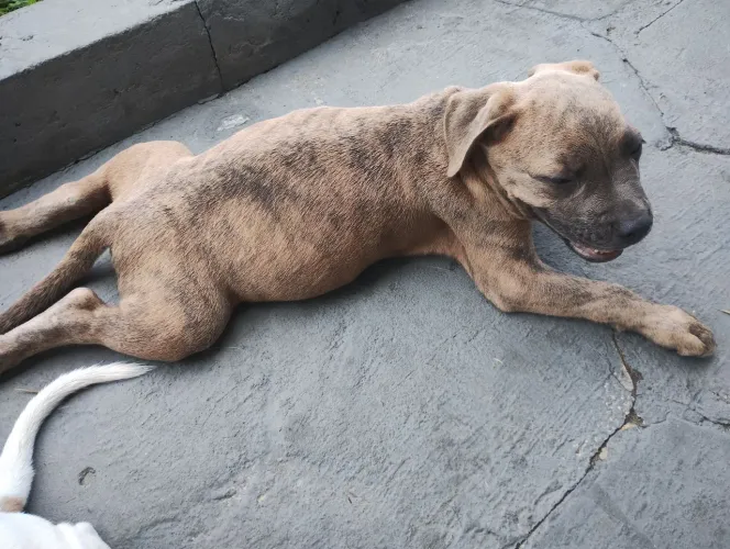 Vendo esses lindos filhotes de PitBull