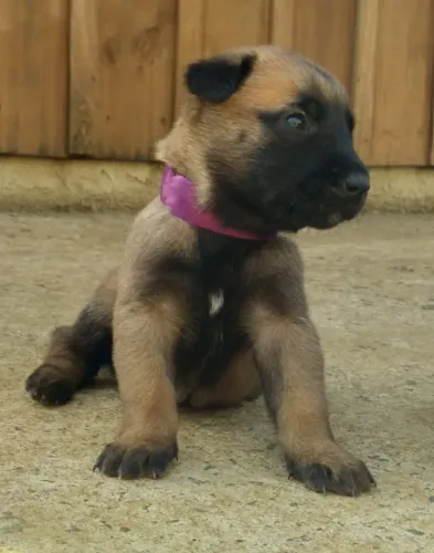 Vendo Filhotes de Pastor Belga malinois puro.