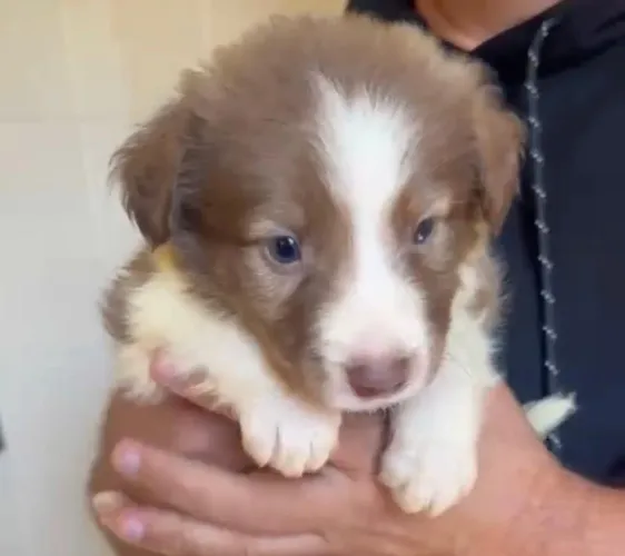 Border collie inteligente e ativo