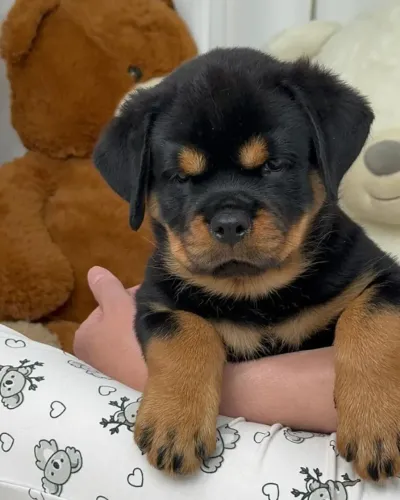 O filhote de Rottweiler dos seus sonhos