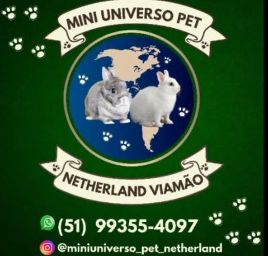 Filhote de Míni Netherlands 