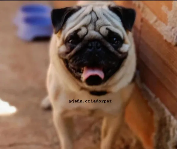 PUG Padreador Com Pedigree CBKC pra VENDA ou CRUZA 