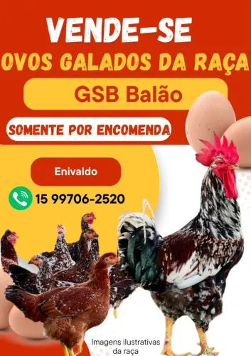 Ovos Galados GSB Balão