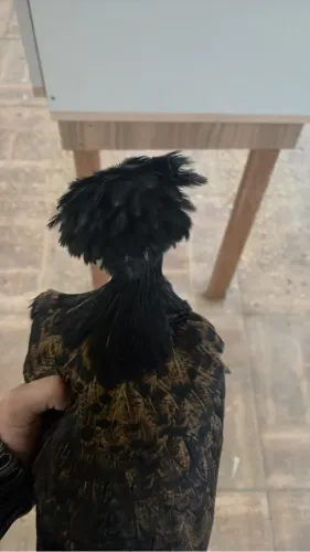 Galinha polonesa